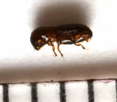 Keyhole Ambrosia Beetle thumbnail 4