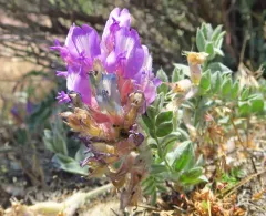 Bent Milkvetch thumbnail 3