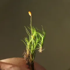 Silky Forklet-moss thumbnail 3