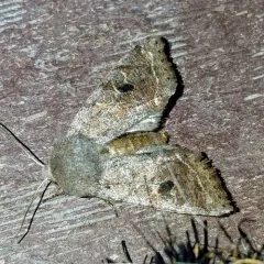 Speckled Green Fruitworm Moth thumbnail 2