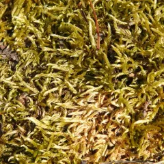 Smooth-stalk Feather-moss thumbnail 4