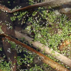 turion duckweed thumbnail 4