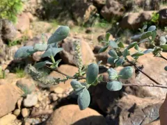 del norte willow thumbnail 4