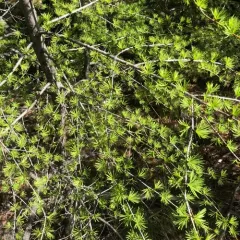 western larch thumbnail 4