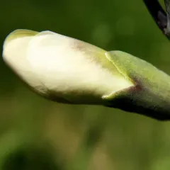 prairie false indigo thumbnail 1