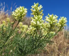 Tweedy's Milkvetch thumbnail 4