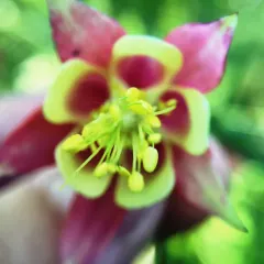 red columbine thumbnail 2