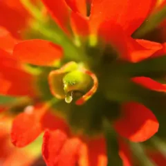 Painted-cup Paintbrush thumbnail 2