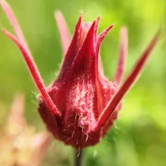 prairie smoke thumbnail 2