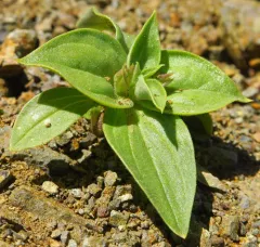 Nesom's Monkeyflower thumbnail 4