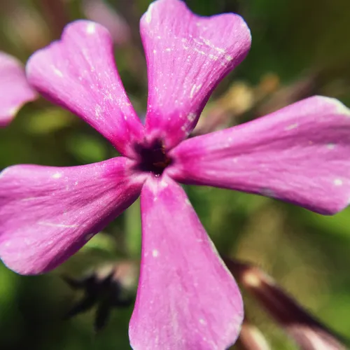 prairie phlox