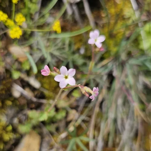 Violet Suksdorfia