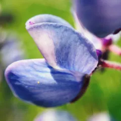 Sundial Lupine thumbnail 5