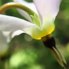 eastern shooting star thumbnail 4