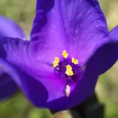 Ohio spiderwort thumbnail 2