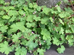 Roundleaf geranium thumbnail 3