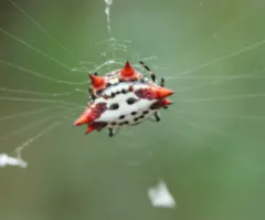 Spinybacked Orbweaver thumbnail 2
