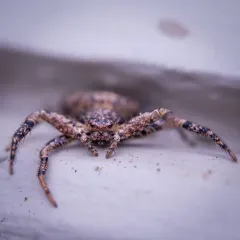 Utah Crab Spider thumbnail 2