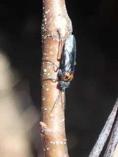 Early Sawfly thumbnail 2