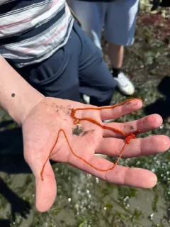 Red Ribbon Worm thumbnail 2