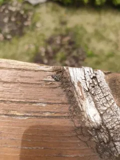 Pseudotephritis corticalis thumbnail 1