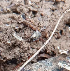 Asaphidion curtum thumbnail 3