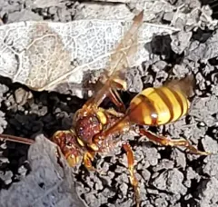 Imbricate Cuckoo Nomad Bee thumbnail 3