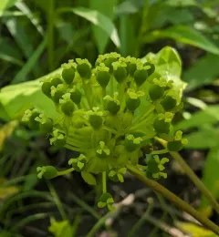 Illinois Carrionflower thumbnail 4