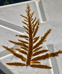 flattened acid kelp thumbnail 4