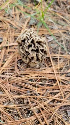 Morchella prava thumbnail 2