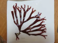 Sarcodiotheca furcata thumbnail 3