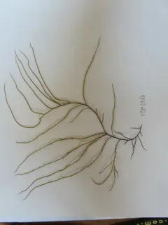 Gracilaria vermiculophylla thumbnail 1