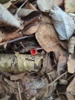 rosy goblet thumbnail 4