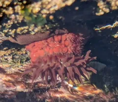 Epiactis lisbethae thumbnail 1
