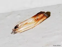 Essex Eucosma Moth thumbnail 3
