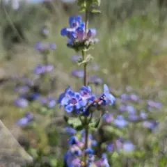 Chelan Penstemon thumbnail 4