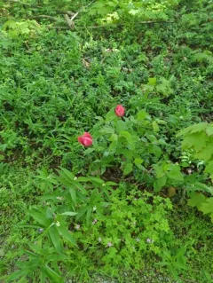 Garden Tulip thumbnail 4
