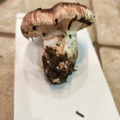 Veiled Purple Waxcap thumbnail 3