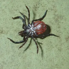 Western Black-legged Tick thumbnail 3