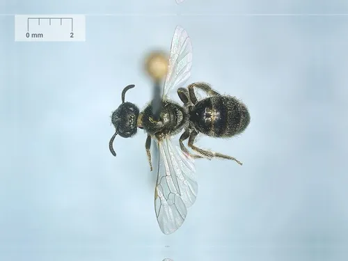 Nightmare Sweat Bee
