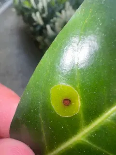 Cherry Shot Hole thumbnail 3