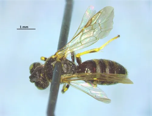 Protandrena aestivalis