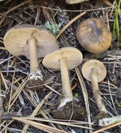 Snowmelt Clitocybe thumbnail 1