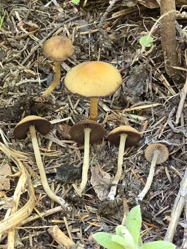 Psathyrella warrenensis