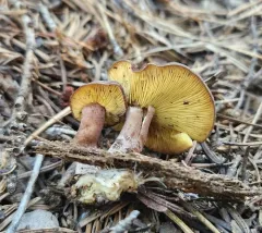 Calocybe onychina thumbnail 3