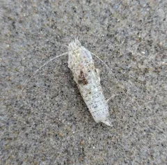 Smooth Bay Shrimp thumbnail 3