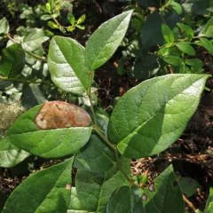 gaultheria leafminer moth thumbnail 2