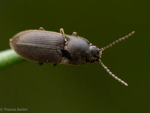 Ash-winged Click Beetle
