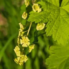 Red Currant thumbnail 1