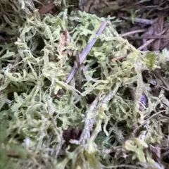 Downy Veilwort thumbnail 4